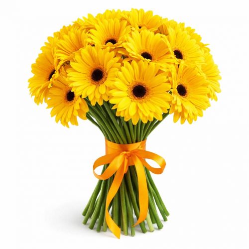 Гербера желтая