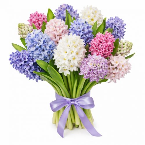 Гиацинт микс 1